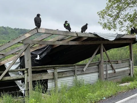 TurkeyBuzzards Stock Photos