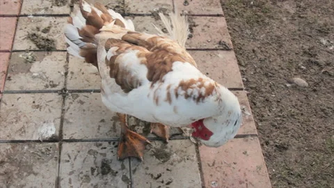 Turkeyduck on the paving slabs 스톡 동영상 135409500