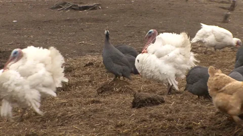 Turkeys and chickens in the yard Stock-Footage 36993199