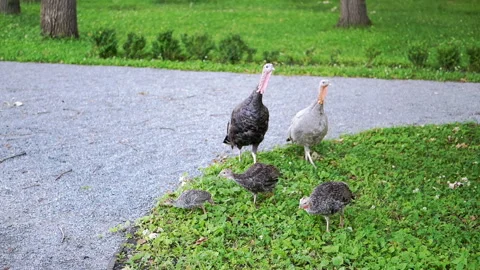 Turkeys and Chicks Grazing Stock Footage 293217329