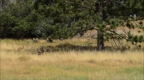 Turkeys and Pine Trees Stock Footage 52372700