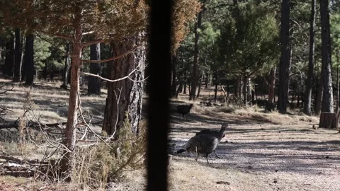 Turkeys approaching  another hunter's blind Stock Footage 266842918