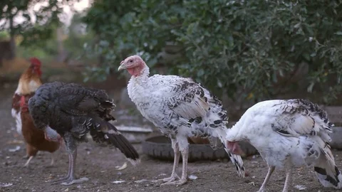 Turkeys in the barnyard Video stock 79836733