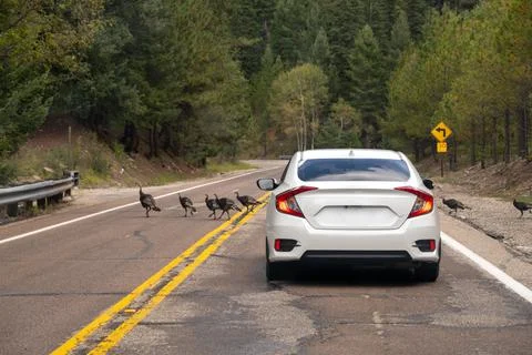 Turkeys blocking road Stock Photos