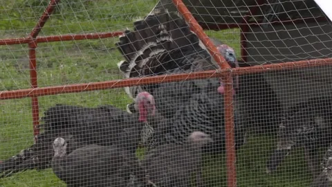 Turkeys In A Cage Stock Footage 154136534