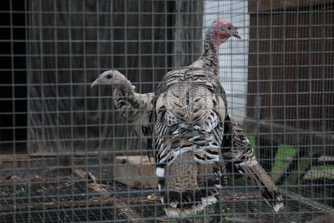 Turkeys in a cage Stock Photos