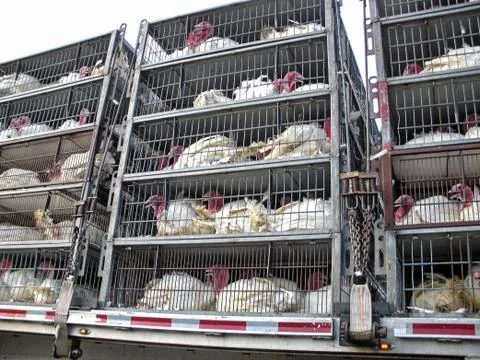 Turkeys in cages Stock Photos