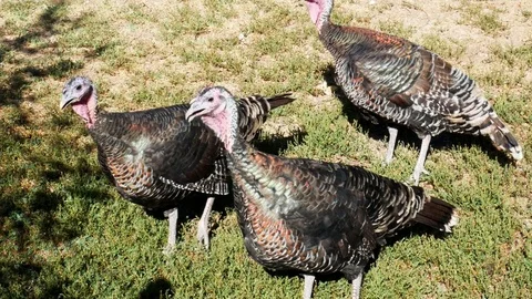 Turkeys Corral Stock Footage 84004103