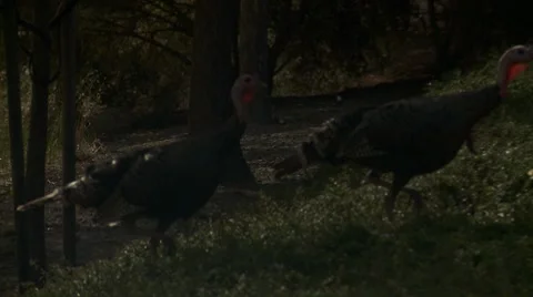 Turkeys crossing the road 2 Video stock 7899459