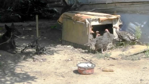 Turkeys in a doghouse Stockbeeldmateriaal 98991164
