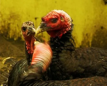Turkeys eating Stock Footage 10717949
