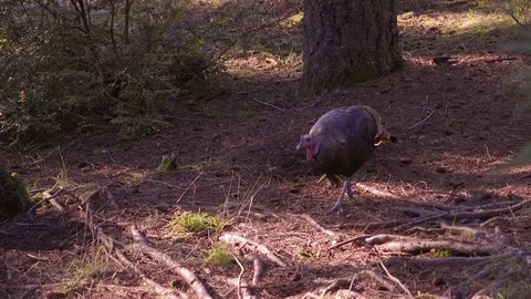 Turkeys eating Видео 74930994