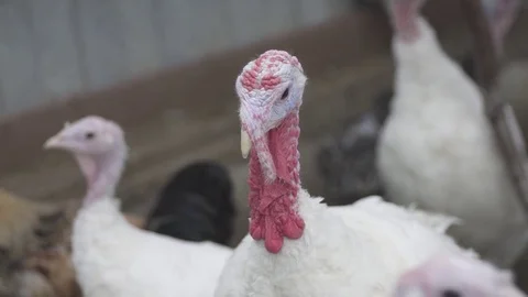 Turkeys on the farm Stock Footage 78239347