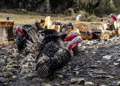 Turkeys on a farm in the mountains of Abkhazia in winter Stock Photos