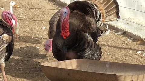 Turkeys on farm yard Vídeos de archivo 39583274