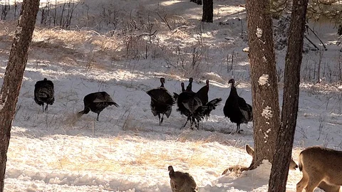 Turkeys Fighting with Deer Watching Part 2 Stock Footage 128325410