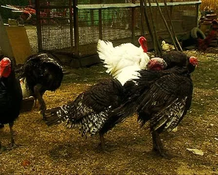 Turkeys Stockbeeldmateriaal 10717960