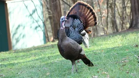 A turkeys Stock Footage 22371247