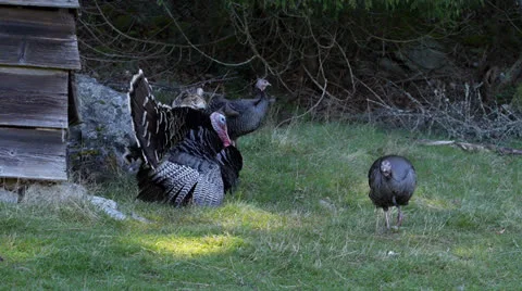 Turkeys Stock Footage 22663992