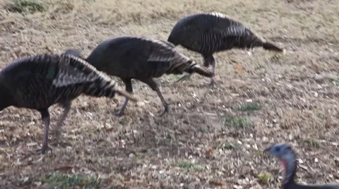 Turkeys Video stock 34779873