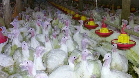 Turkeys Stock Footage 94326994