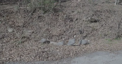 Turkeys Stock Footage 169428426