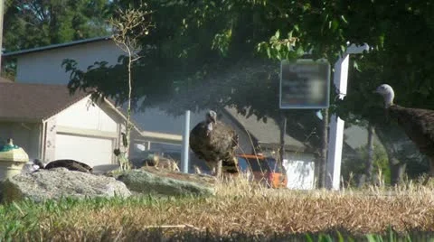 Turkeys Forage Video stock 11887553