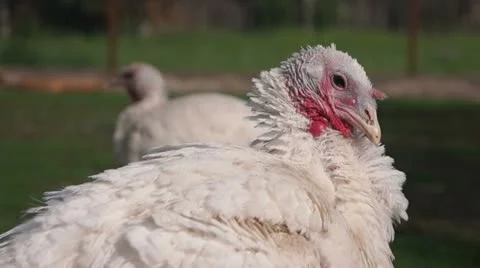 Turkeys - Full HD Stock Footage 11397174