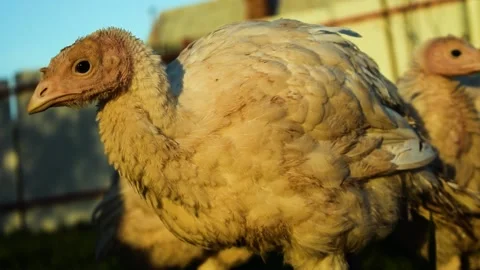 Turkeys in garden. Video stock 131180272