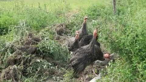 Turkeys in the grass Stockbeeldmateriaal 98986980