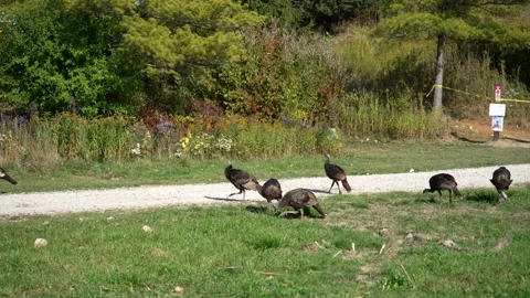 Turkeys on the grass Stock Footage 218169427