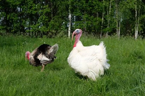 Turkeys in the grass Stock Photos