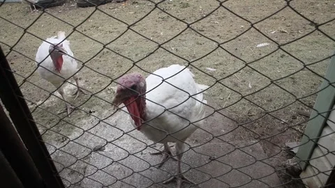 Turkeys Graze On A Farm Stock Footage 313810070