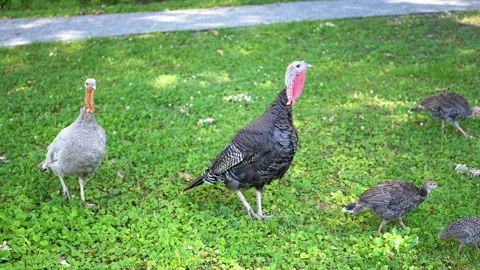 Turkeys on Green Grass Stock Footage 293221323