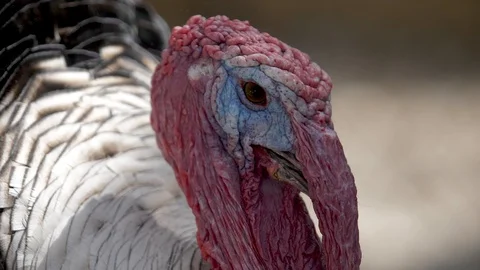 Turkey's head close Video stock 88835593