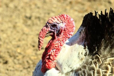 Turkey's head Stock Photos
