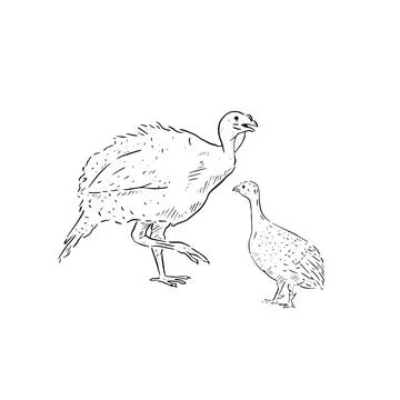 Turkeys illustration Stock Illustration