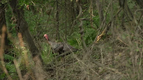 Turkeys looking around the Woods Stock-Footage 41750345