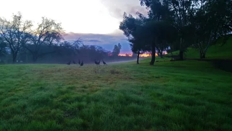 Turkeys in the Mist 스톡 동영상 147145058