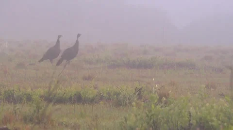 Turkeys in Misty Meadow Stock Footage 34174432