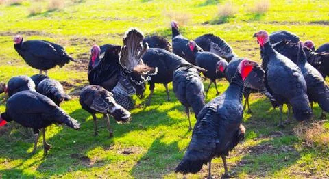 Turkeys in nature Stock Photos