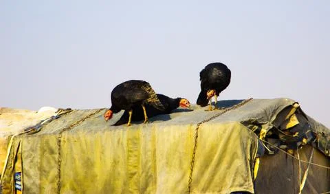 Turkeys in nature Foto stock