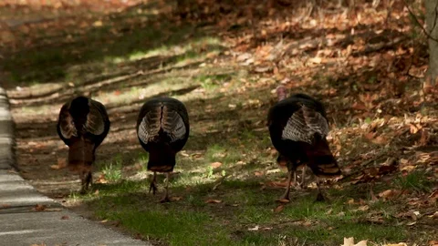 Turkeys In A Park Video stock 94312373