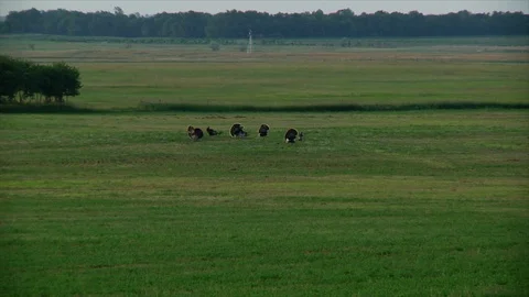 Turkeys in a pasture Vídeo Stock 102148903