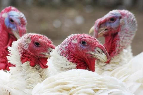 Turkeys Stock Photos
