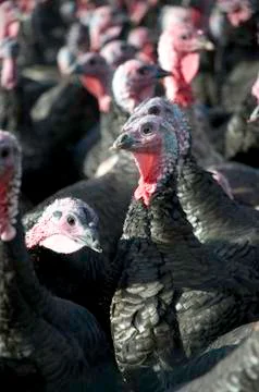 Turkeys Stock Photos
