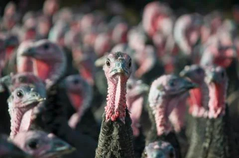 Turkeys Stock Photos