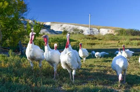 Turkeys Stock Photos