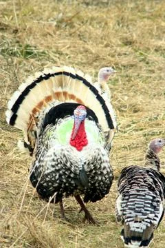 Turkeys in the poultry Stock Photos