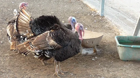 Turkeys puff their feathers Stock-Footage 39803445